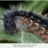 vanessa cardui pyatigorsk larva5 2